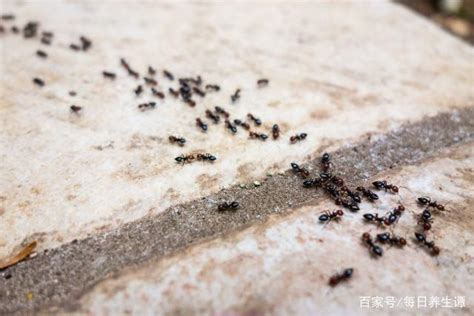 家裏很多螞蟻 改运